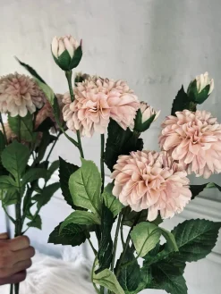Blomst Dahlia