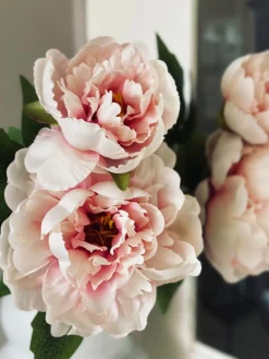 Blomst Pæon pink