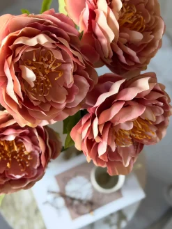Blomst Pæon Rosa