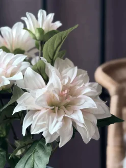 Dahlia i potte - Hvid