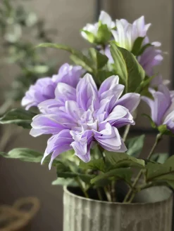 Dahlia i potte - Lilla