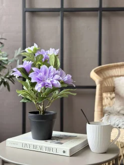 Dahlia i potte - Lilla