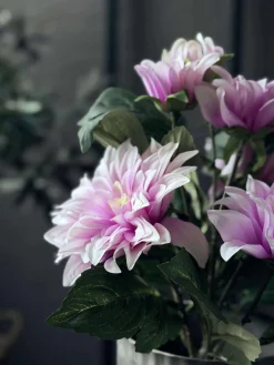 Dahlia i potte - Lyserød