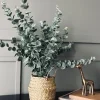 Eucalyptus med kurv