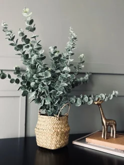 Eucalyptus med kurv