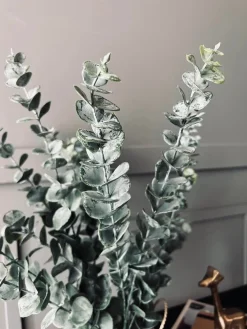 Eucalyptus med kurv