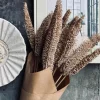 Evighedsbuket - Luffa Sand