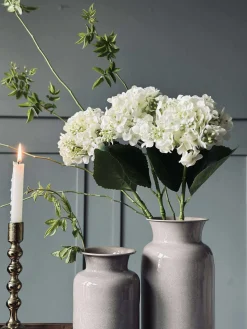 Hortensia Hvid