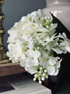Hortensia Hvid