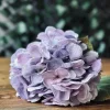 Hortensia Lilla