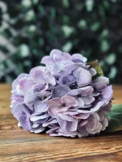 Hortensia Lilla