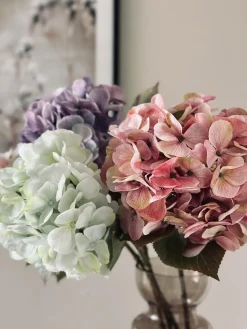 Hortensia Lime/hvid