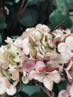 Hortensia Old Rose