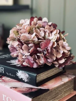 Hortensia Old Rose
