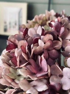 Hortensia Old Rose