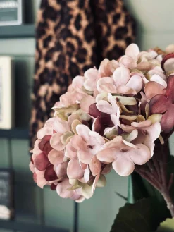 Hortensia Old Rose