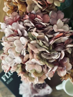 Hortensia Old Rose