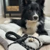 Hundesnor 1,5 meter med poseholder