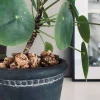 Kork bark til dekoration - Natur