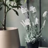 Lavendel 40cm - Hvid
