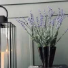 Lavendel på stilk