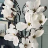 Magnoliagren - 92cm