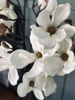 Magnoliagren - 92cm