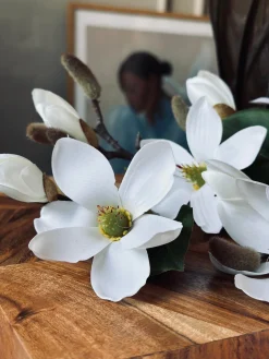 Magnoliagren - 52cm