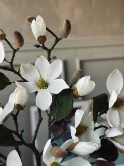 Magnoliagren - 52cm
