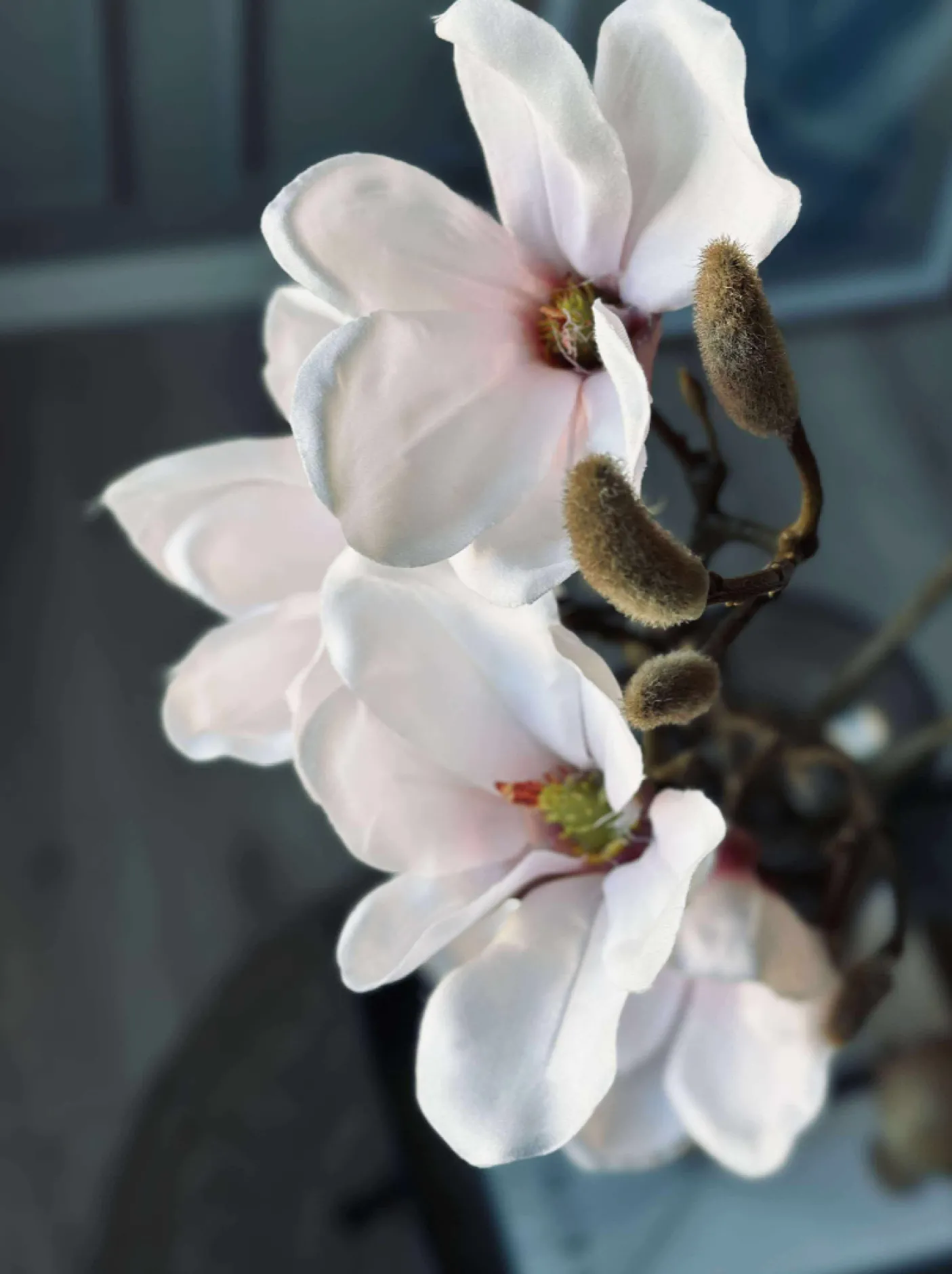 Magnoliagren - Pink 52cm