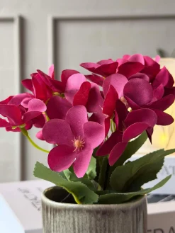 Mini hortensia i potte - flere farver