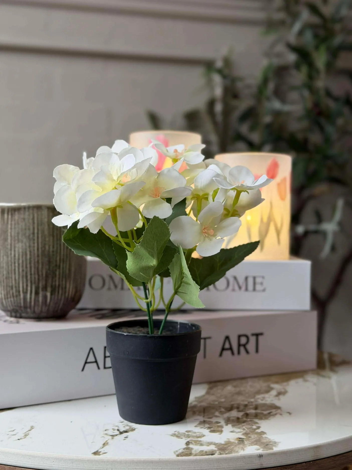 Mini hortensia i potte - flere farver