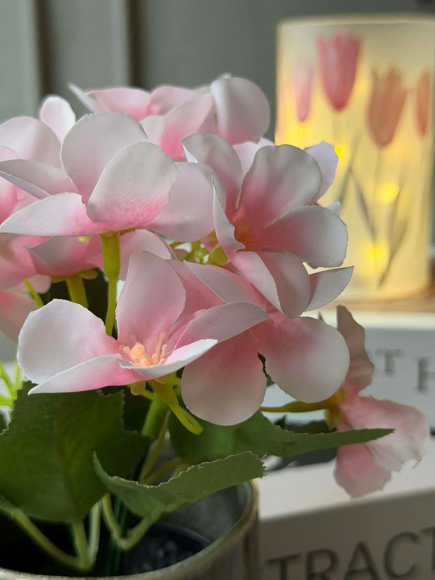 Mini hortensia i potte - flere farver