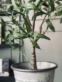 Oliventræ 85cm