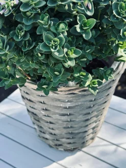 Plantekurv 20 cm
