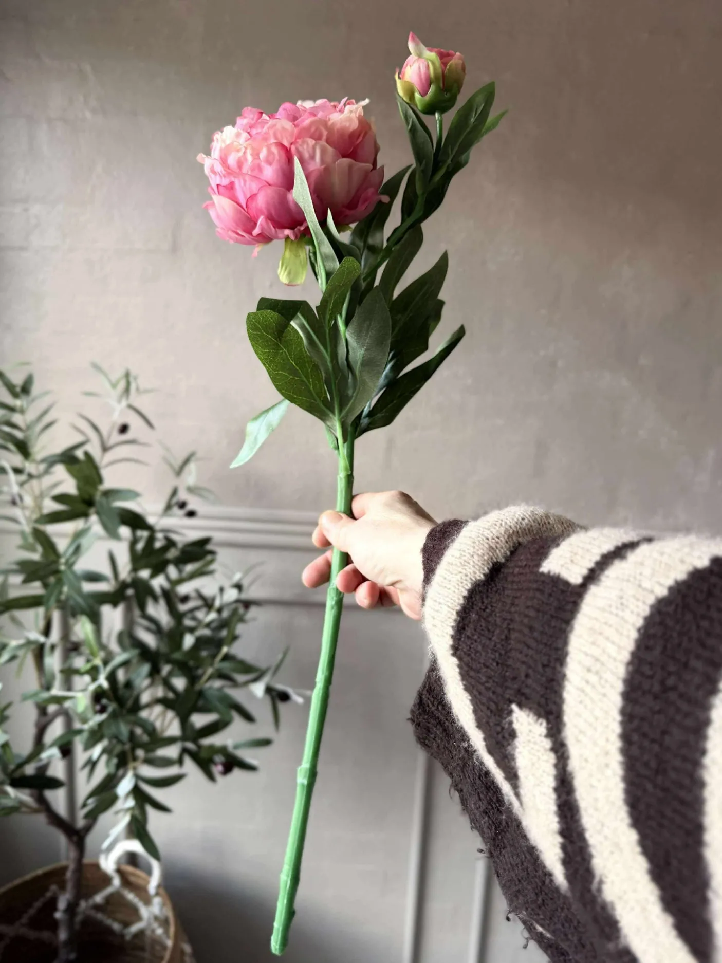 Pæon 60 cm - Flere farver