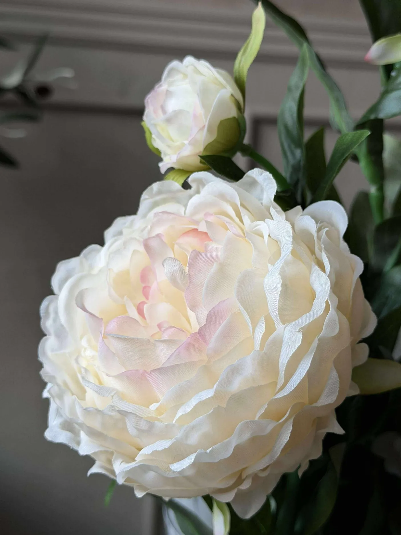 Pæon 60 cm - Flere farver