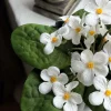 Saintpaulia i potte - flere farver