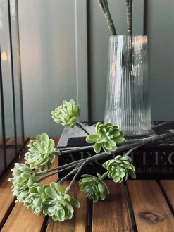 Sukkulent på stilk