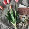 Tulipaner – Flere farver