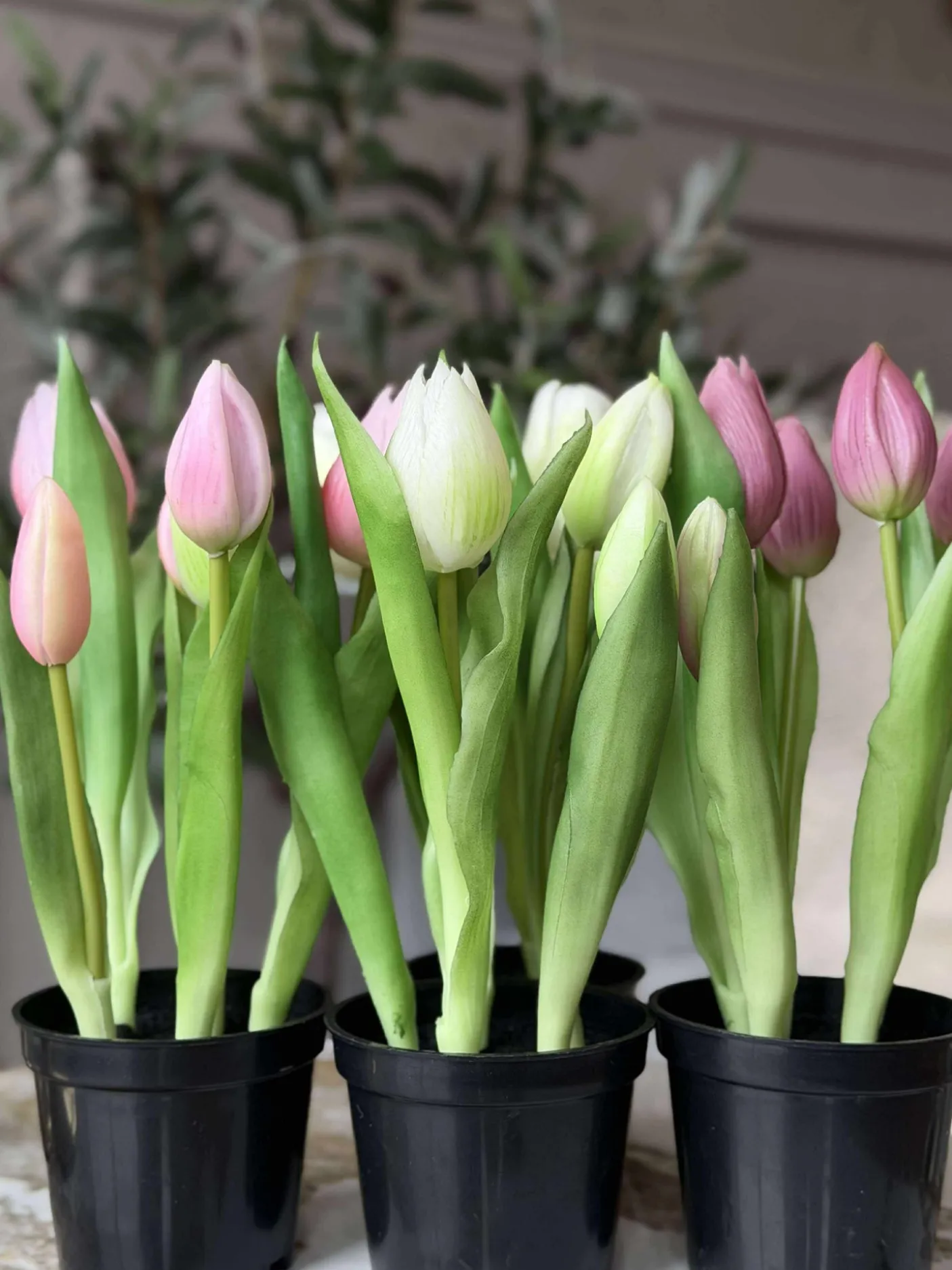Tulipan i potte - Mørk Rosa