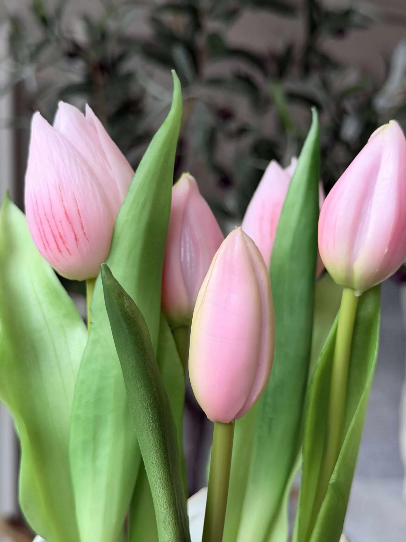 Tulipan i potte - Rosa